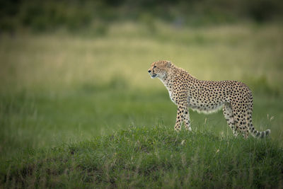 View of a cat on field