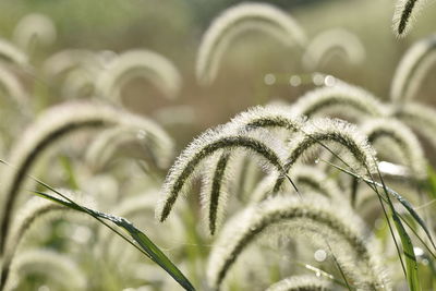 Close-up of flowering plant on field