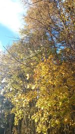 Low angle view of trees against sky