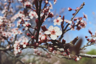 Close-up of cherry blossoms in spring
