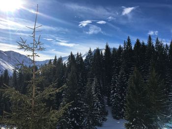 Pine trees in forest against sky during winter