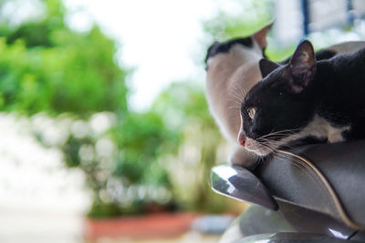 Close-up of black cat