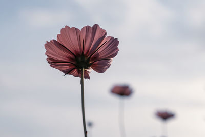 Close-up of flowering plant