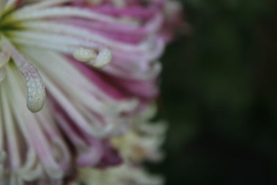 Close-up of pink rose flower