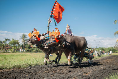 Horse on field against sky