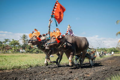 Makepung, traditional bull race in bali, indonesia.