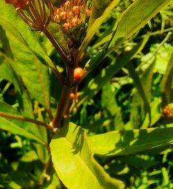 Close-up of insect on plant