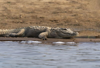 View of crocodile in river