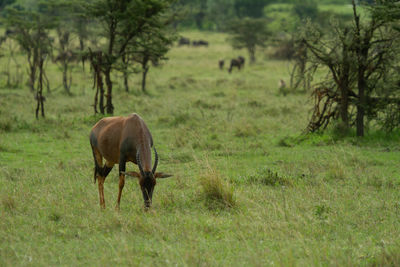 Antelope grazing in a field. kenya, africa.