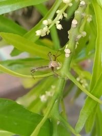 Close-up of insect on plant