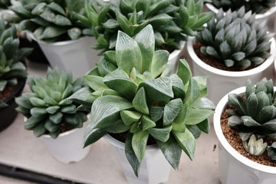 Close-up of potted plant cactus