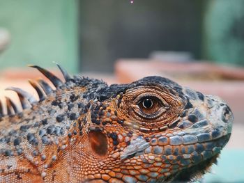 Close-up of a lizard