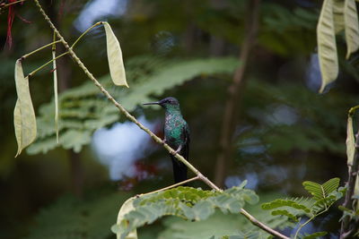 Bird perching on a plant