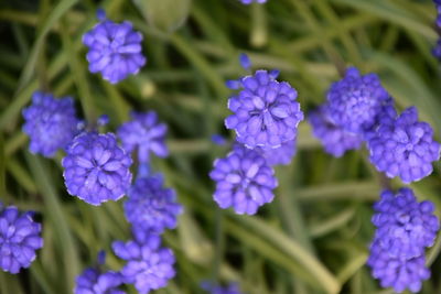 Close-up of purple flowering plants