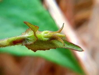 Close-up of insect on plant