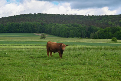 pasture