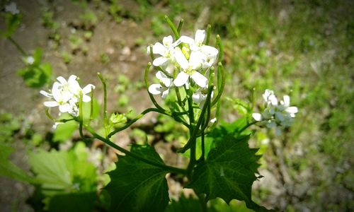 Close-up of white flowering plant