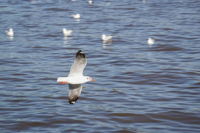 Seagull flying over lake