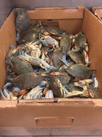 High angle view of fish in crate