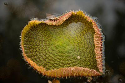 Close-up of cactus flower