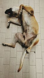 High angle view of dog sleeping