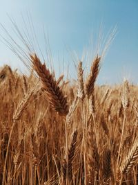 Close-up of wheat field against sky