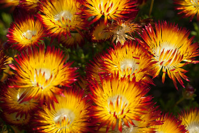 Close-up of yellow flowers blooming outdoors