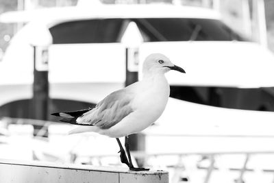 Close-up of seagull perching