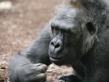 Close-up of monkey in zoo