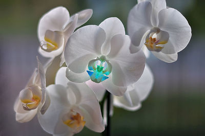 Close-up of white orchids