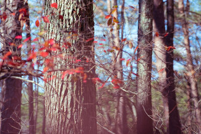 Trees growing in forest