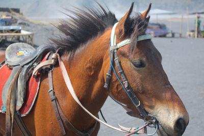 Close-up of horse