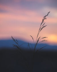 Close-up of silhouette plant on field against sky at sunset