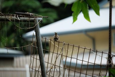 Bird perching on a fence