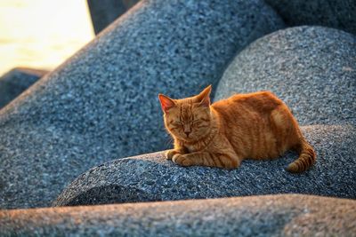 Cat relaxing on rock