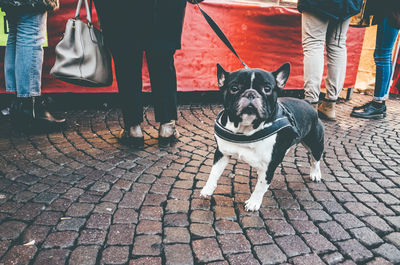 Close-up of dog