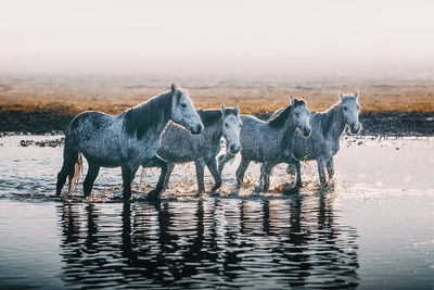 Horses in lake