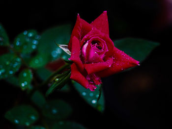 Close-up of wet red rose blooming against black background