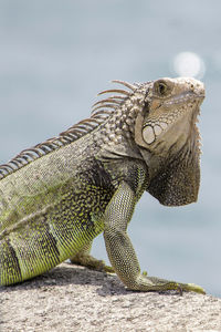 Close-up of a lizard on rock against sky