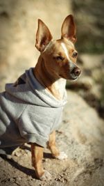 Close-up of dog sitting outdoors