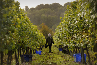 Rear view of man standing in farm