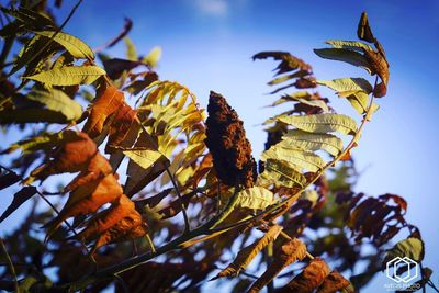 Close-up of autumnal leaves against sky