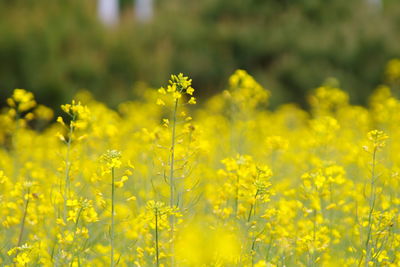 Yellow flowering plants on field