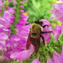 Close-up of insect on pink flower