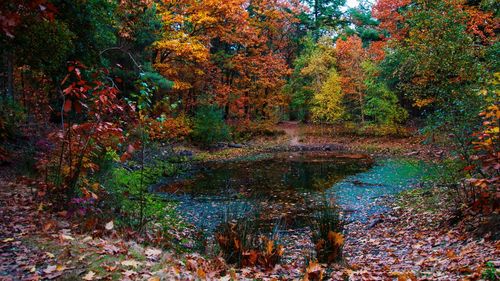 Scenic view of multi colored trees