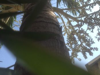 Low angle view of tree against sky