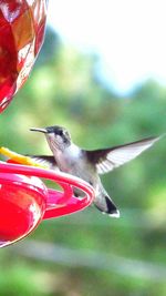 Close-up of bird flying