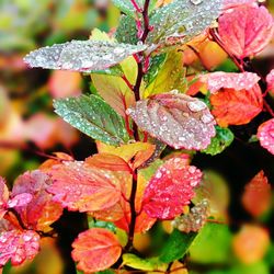 Close-up of leaves on branch