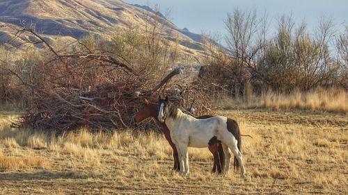 Horse standing on field