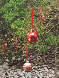 Close-up of red ball hanging on plant